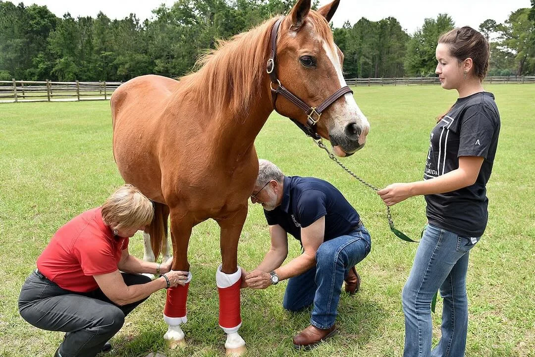 Hästprogram CF equine-studies-outside-class2